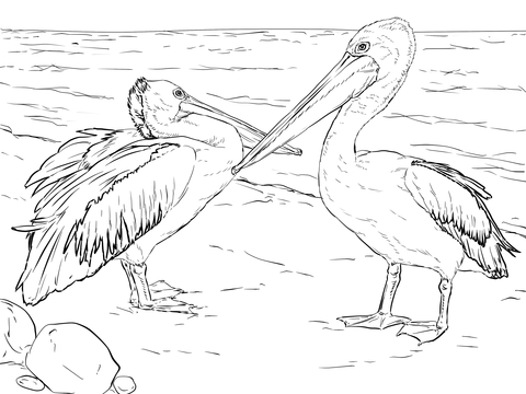 Australian Pelicans Coloring Page